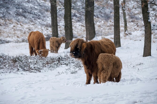 Highland Cows, Glasgow Cathedral, Murals, Kelpies Half Day Tour - Pollok Estate: where the Highland cattle herd is reliably found