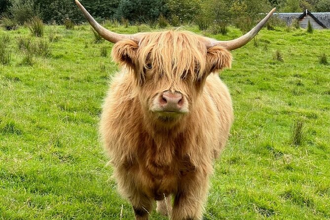 Highland Cows, Glasgow Cathedral, Murals, Kelpies Half Day Tour - Midhope Castle (Lallybroch vibes) and winter gate views